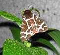 Click image for larger version

Name:	Mystery Moth 1.jpg
Views:	329
Size:	48.4 KB
ID:	2387931