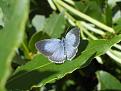 Click image for larger version

Name:	Blue Butterfly 11.8.06 001 Holly.jpg
Views:	196
Size:	35.3 KB
ID:	2387956