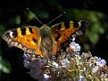 Click image for larger version

Name:	Small Tortoiseshell.jpg
Views:	217
Size:	37.7 KB
ID:	2387959