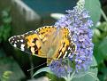 Click image for larger version

Name:	Painted lady.jpg
Views:	215
Size:	44.1 KB
ID:	2387960