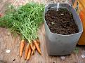 Click image for larger version

Name:	July Carrots 50.JPG
Views:	435
Size:	88.2 KB
ID:	2387981