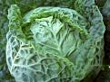 Click image for larger version

Name:	Sept Cabbage 55.JPG
Views:	395
Size:	87.3 KB
ID:	2387983