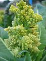 Click image for larger version

Name:	Cauliflower Romanesco.jpg
Views:	1723
Size:	67.6 KB
ID:	2388070