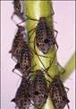 Click image for larger version

Name:	willow aphid-400.jpg
Views:	946
Size:	11.5 KB
ID:	2388090