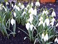 Click image for larger version

Name:	snowdrop-400.jpg
Views:	433
Size:	25.7 KB
ID:	2388092