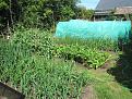 Click image for larger version

Name:	24th may 2018 veg garden.jpg
Views:	137
Size:	111.2 KB
ID:	2406423