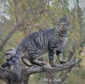 Click image for larger version

Name:	Titch up tree.JPG
Views:	135
Size:	73.8 KB
ID:	2526994