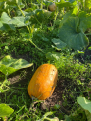 Click image for larger version

Name:	mystery squash.png
Views:	208
Size:	1.78 MB
ID:	2569035