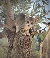 Click image for larger version

Name:	Missy in Tree.jpg
Views:	36
Size:	121.3 KB
ID:	2585629