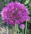 This bright purple allium :)