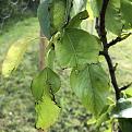 Pear tree with black edges