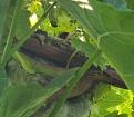 Goldfinch nest (we think) amongst the grapevines on the next allotment. 5 eggs!