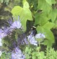 Phacelia