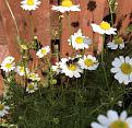 My home chamomile in full bloom loved my the bees