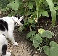 Runner beans saying hello to our cat