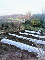 Charlotte potatoes under fleece