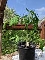 Belladine  - been under shade netting all day - other tomatoes are coping well with warm weather