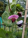 Kent Blue Pea Flower