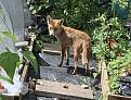 Young, very friendly fox, visiting our allotments