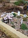 This cyclamen coum has been flowering since December.  I'm out most days looking at it.