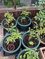 In the top right corner one tomato is reasonably green and much taller - same batch of seeds and same compost