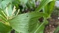 Beetles on the sweetcorn.