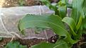 More beetles on sweetcorn.