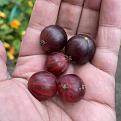 Top 2 fruits were sold as Hinnonmaki Red. Bottom 3 Whinhams Industry