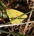 Clouded yellow