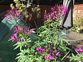 Cleome in a pot.