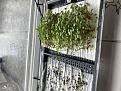 My mother in law bought me and my son this microgreen set for Easter. The rocket has grown really quickly, the basil is taking a bit longer. It gives us a foray into hydroponics too. :)