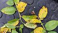 Potato leaves