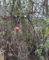 Apple tree I discovered at the bottom of the plot